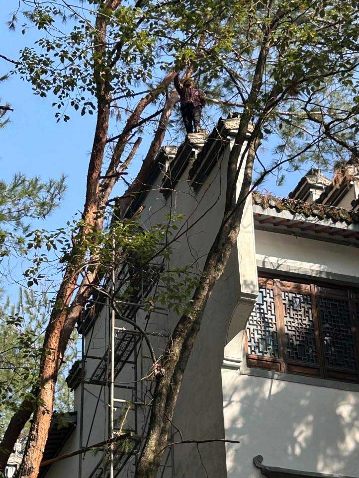 排除隱患，國資公司砍樹解民憂